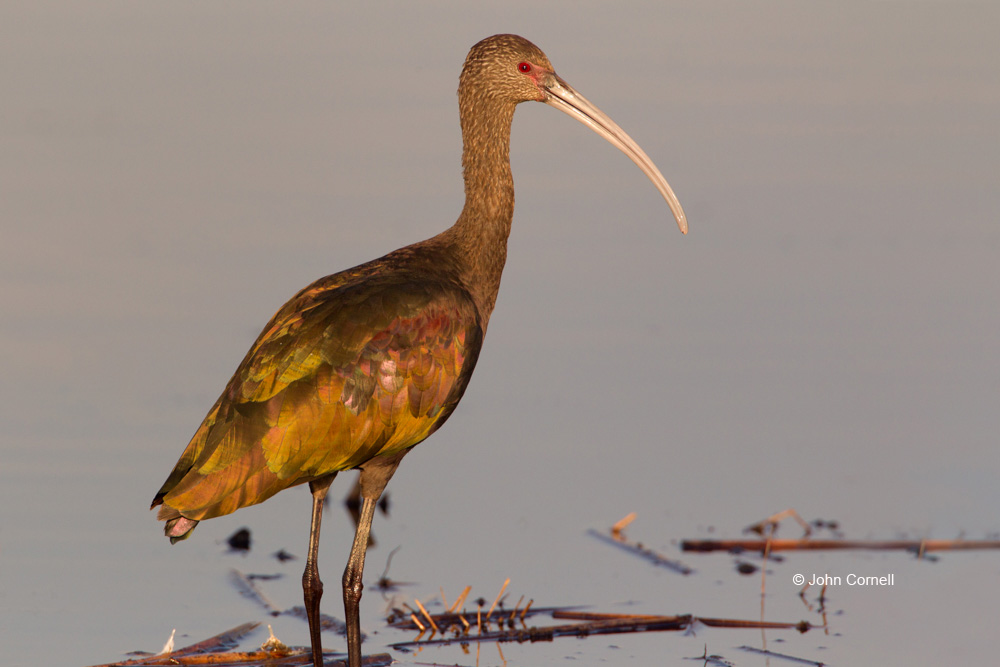 Ibis;Plegadis chilhi;White-faced Ibis